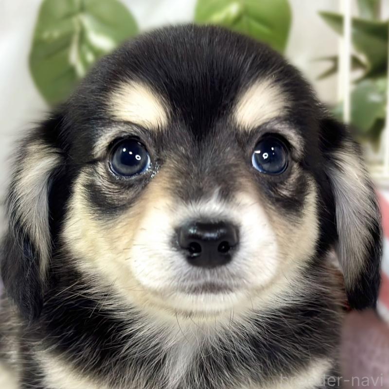 販売中の滋賀県のチワックス:チワワ×ミニチュアダックスフンド-433794