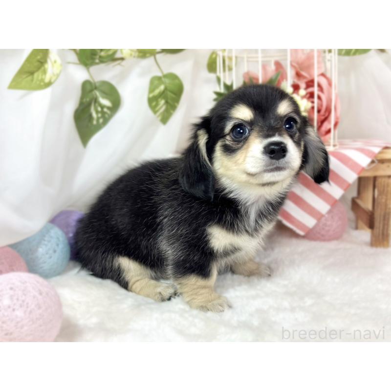 成約済の滋賀県のチワックス:チワワ×ミニチュアダックスフンド-433794の2枚目