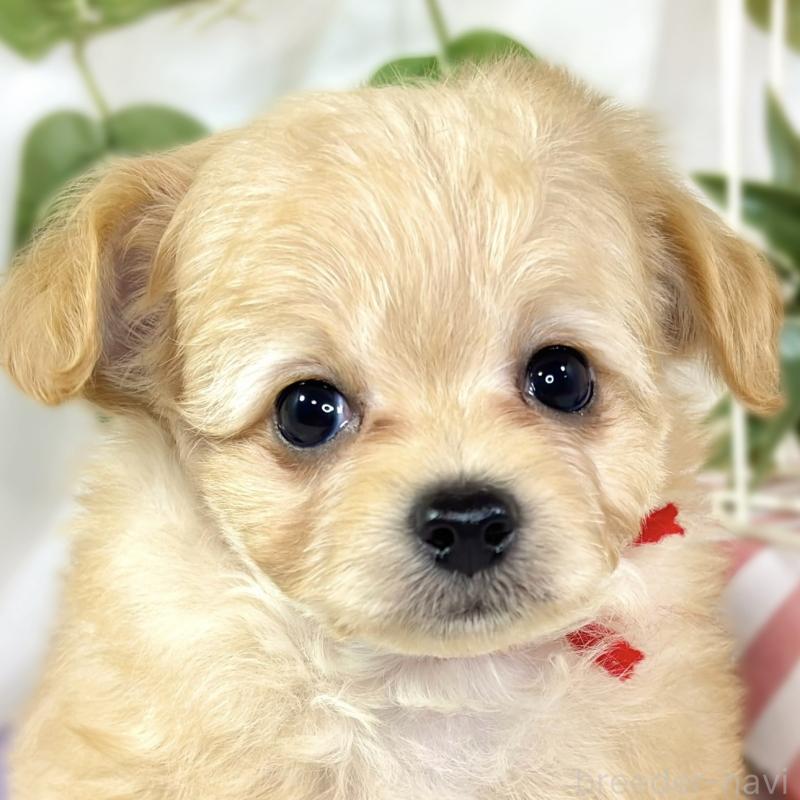 成約済ののチワプー:チワワ×トイプードル-433796