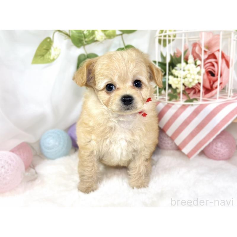 成約済の滋賀県のチワプー:チワワ×トイプードル-433796の4枚目