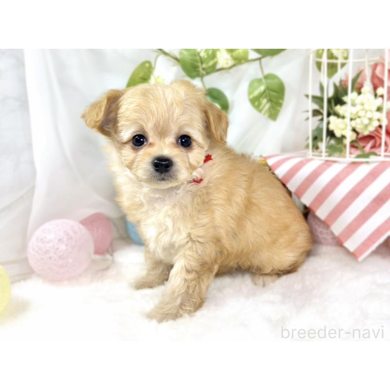 成約済の滋賀県のチワプー:チワワ×トイプードル-433796の3枚目