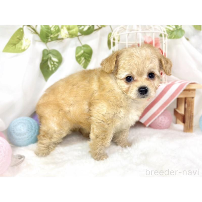 成約済の滋賀県のチワプー:チワワ×トイプードル-433796の2枚目