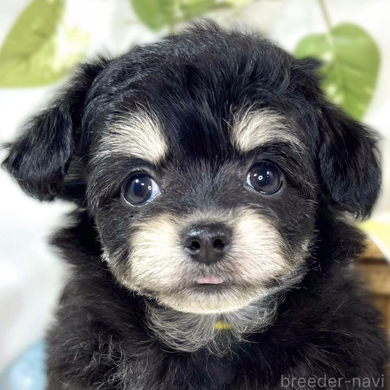 成約済の滋賀県のチワプー:チワワ×トイプードル-433797の1枚目