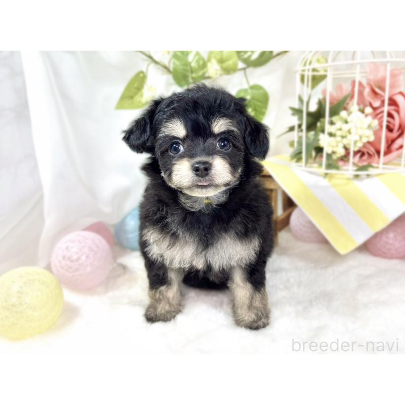 成約済の滋賀県のチワプー:チワワ×トイプードル-433797の4枚目