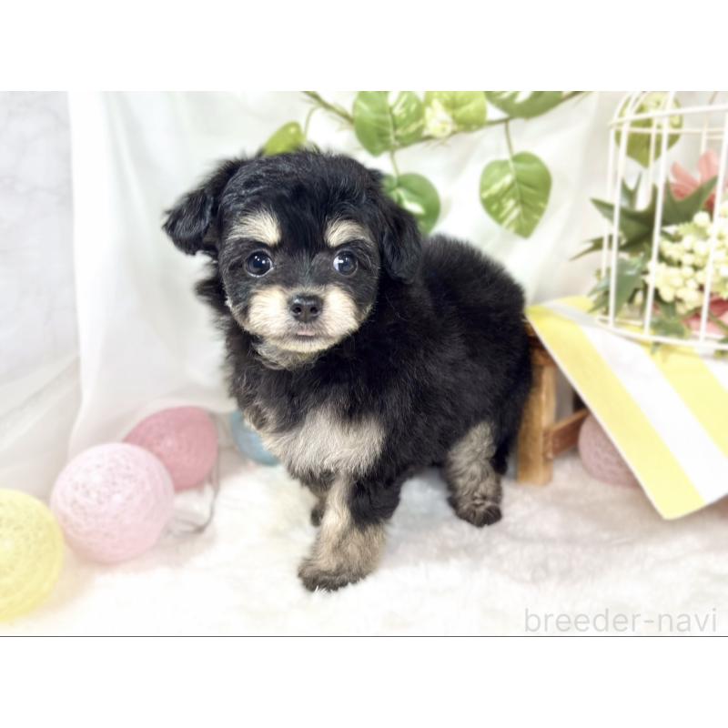 成約済の滋賀県のチワプー:チワワ×トイプードル-433797の3枚目