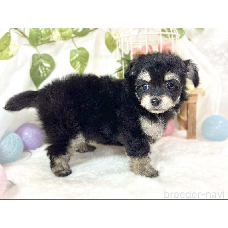 成約済の滋賀県のチワプー:チワワ×トイプードル-433797の2枚目