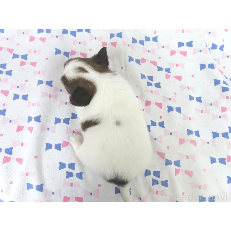 成約済の千葉県のパピヨン-433303の10枚目