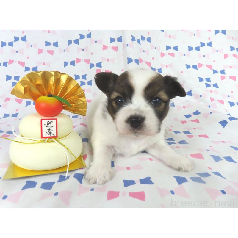 成約済の千葉県のパピヨン-433303の9枚目