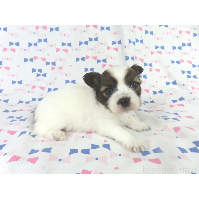 成約済の千葉県のパピヨン-433303の8枚目