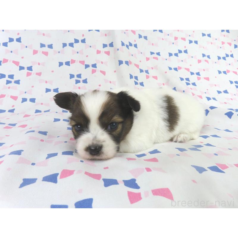 成約済の千葉県のパピヨン-433303の7枚目