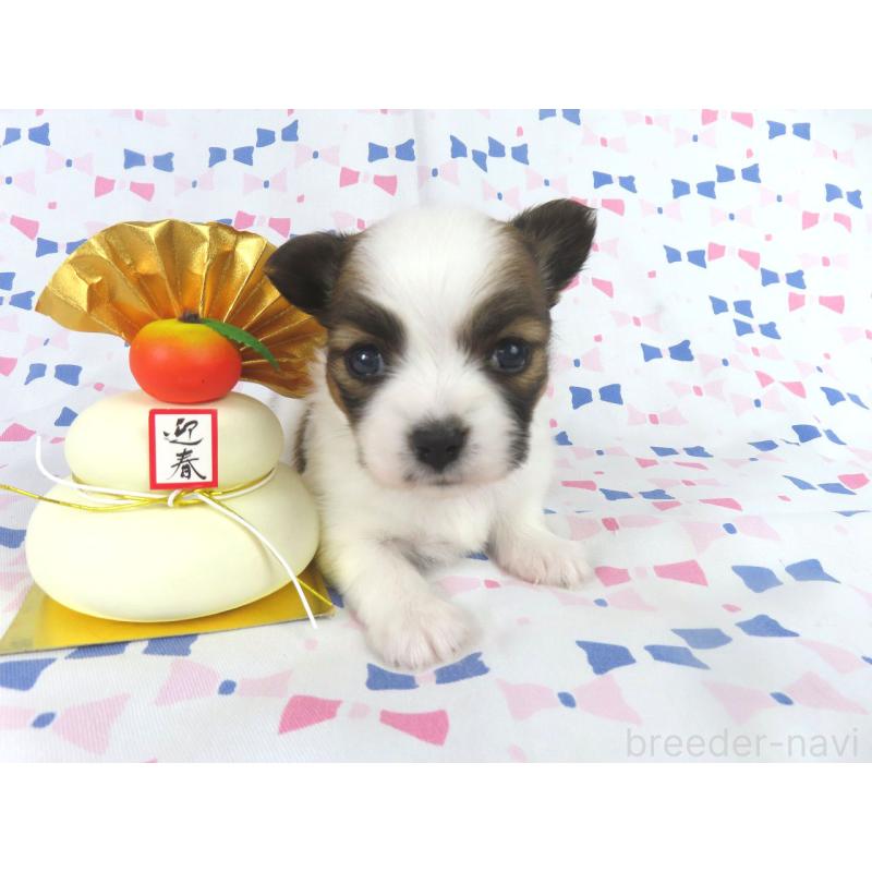 成約済の千葉県のパピヨン-433302の4枚目