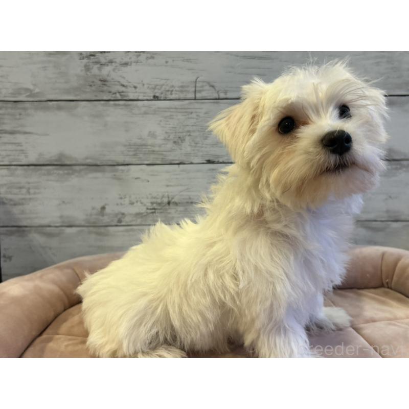 販売中の北海道のマルシュナ:マルチーズ×ミニチュアシュナウザー-427761の3枚目