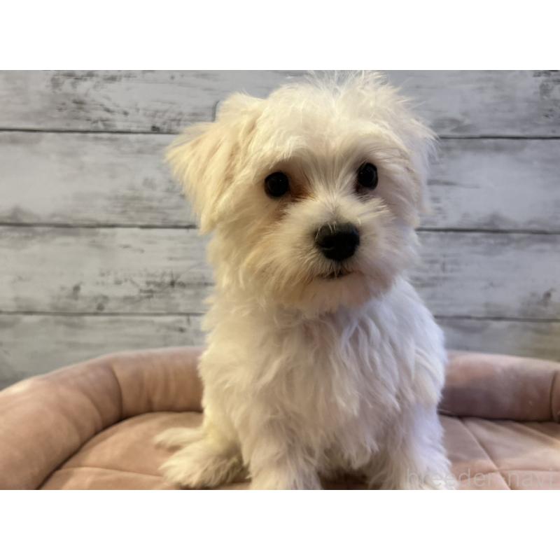 販売中の北海道のマルシュナ:マルチーズ×ミニチュアシュナウザー-427761の2枚目