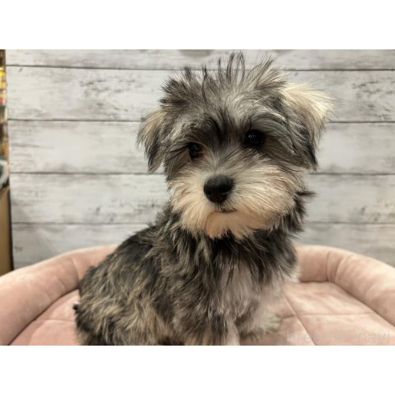 販売中の北海道のマルシュナ:マルチーズ×ミニチュアシュナウザー-427762の3枚目