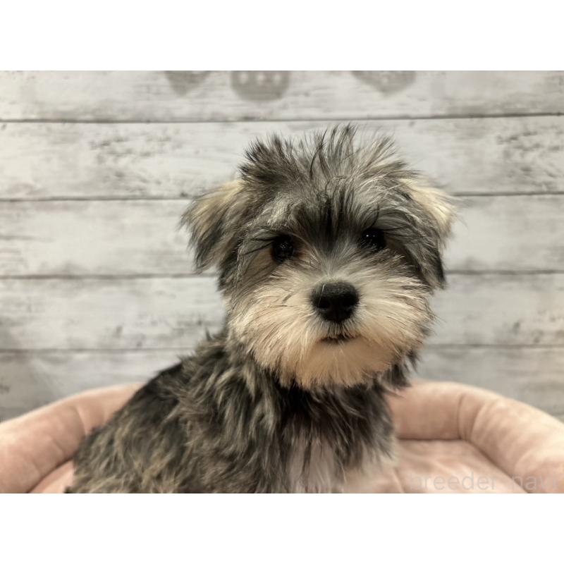 販売中の北海道のマルシュナ:マルチーズ×ミニチュアシュナウザー-427762の2枚目