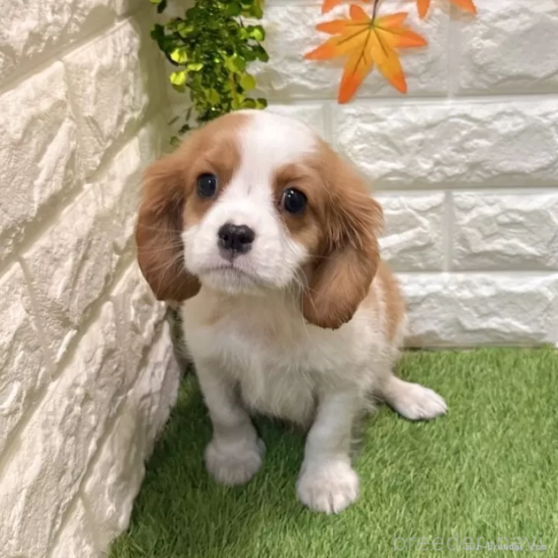 商談中の愛知県のキャバリアキングチャールズスパニエル-427112