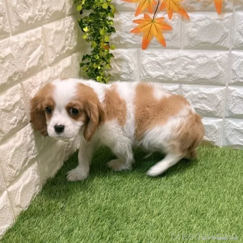 商談中の愛知県のキャバリアキングチャールズスパニエル-427112の5枚目