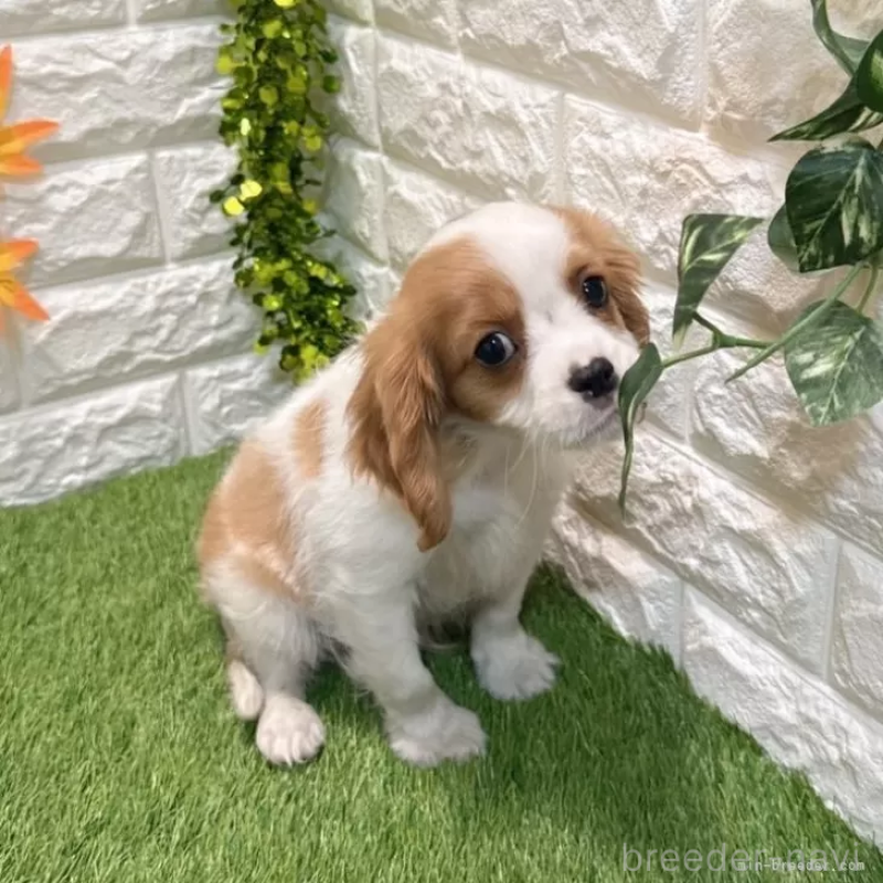 商談中の愛知県のキャバリアキングチャールズスパニエル-427112の4枚目