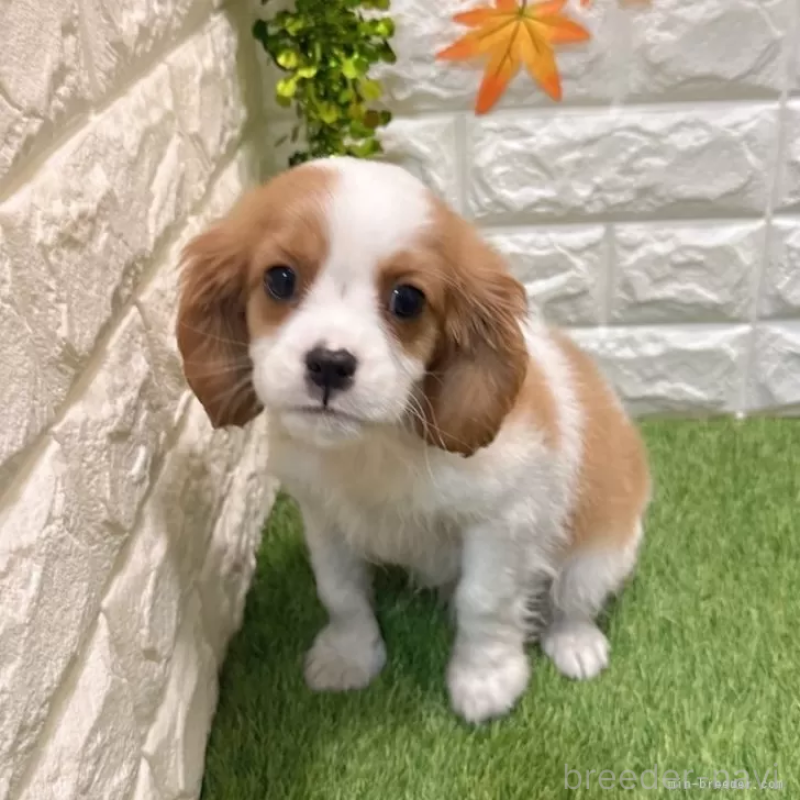 商談中の愛知県のキャバリアキングチャールズスパニエル-427112の3枚目