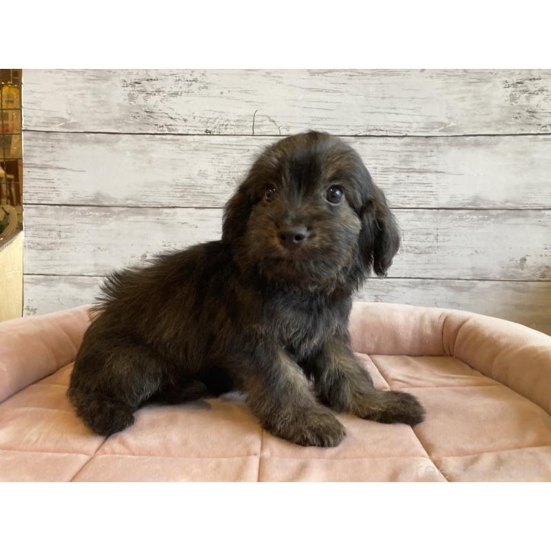 販売中の北海道のチワプー:チワワ×トイプードル-430767の4枚目