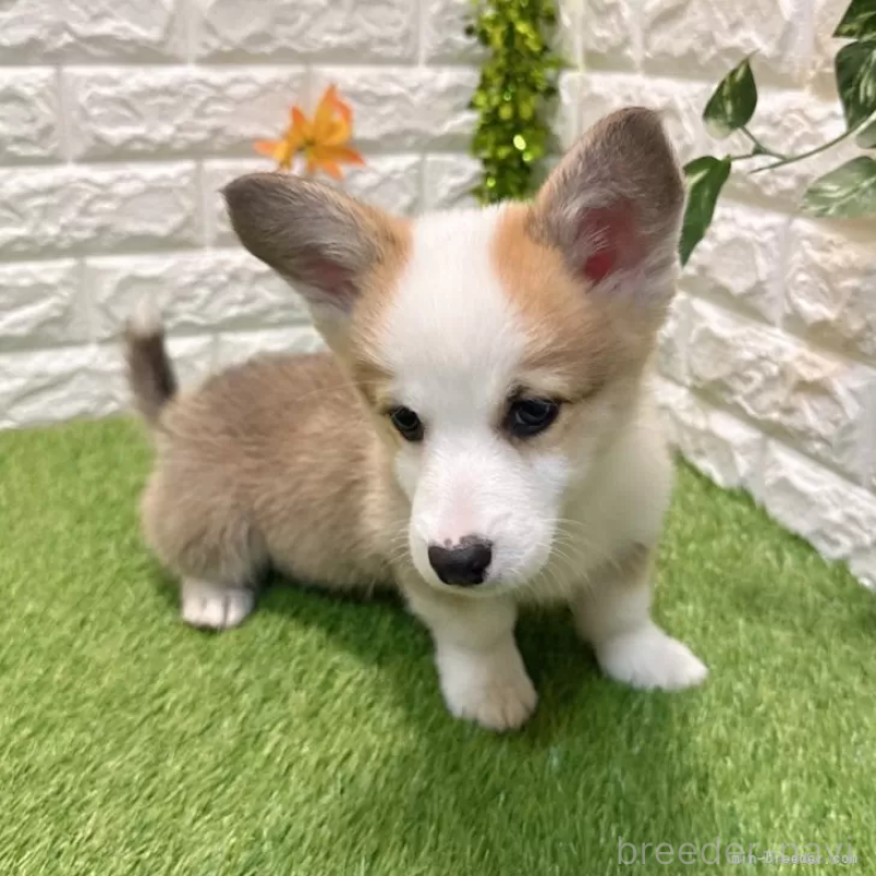 販売中の愛知県のウェルシュコーギーペンブローク-426377