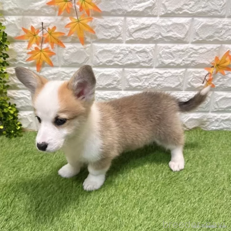 販売中の愛知県のウェルシュコーギーペンブローク-426377の5枚目