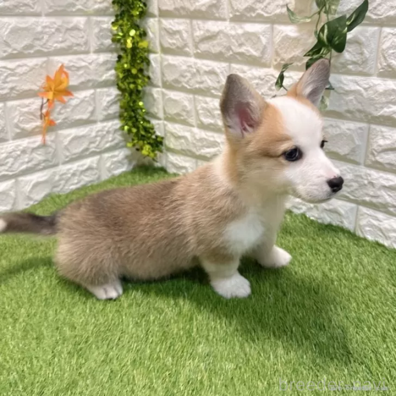 販売中の愛知県のウェルシュコーギーペンブローク-426377の4枚目