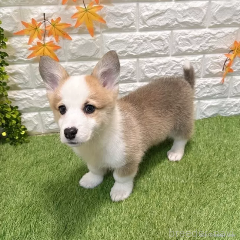 販売中の愛知県のウェルシュコーギーペンブローク-426377の3枚目