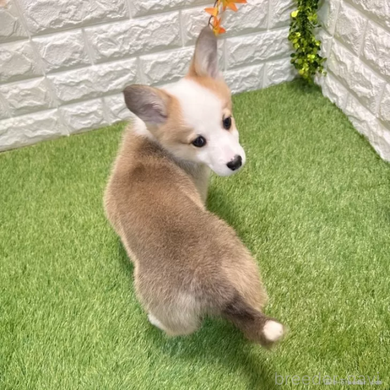 販売中の愛知県のウェルシュコーギーペンブローク-426377の2枚目