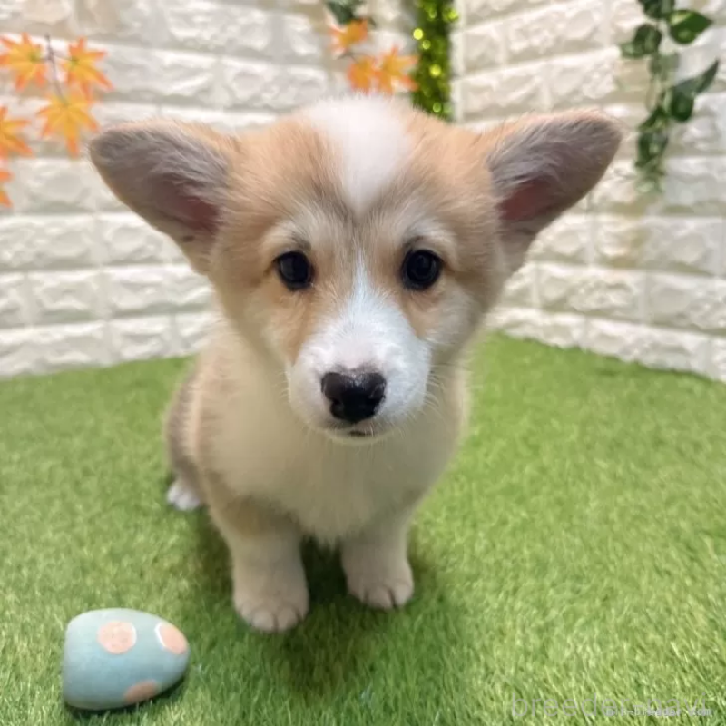 販売中の愛知県のウェルシュコーギーペンブローク-426375