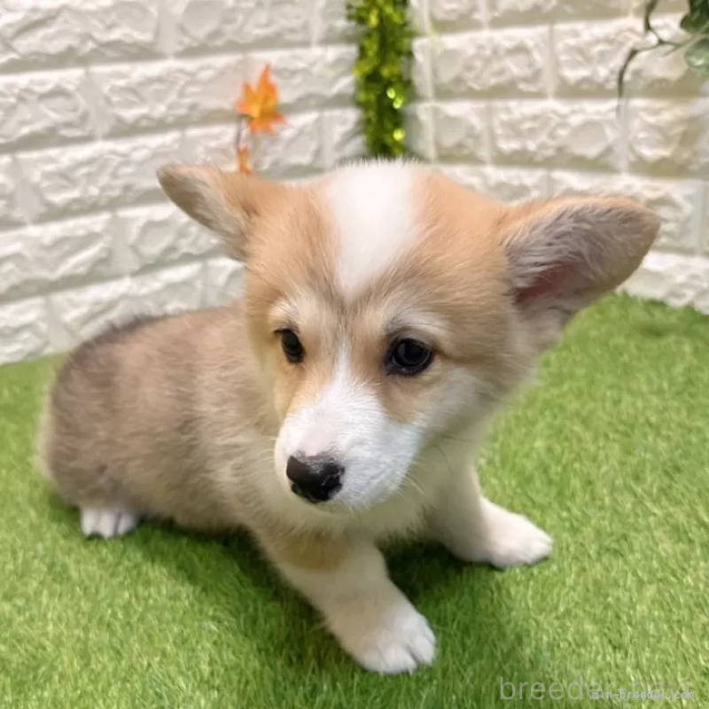 販売中の愛知県のウェルシュコーギーペンブローク-426375の5枚目