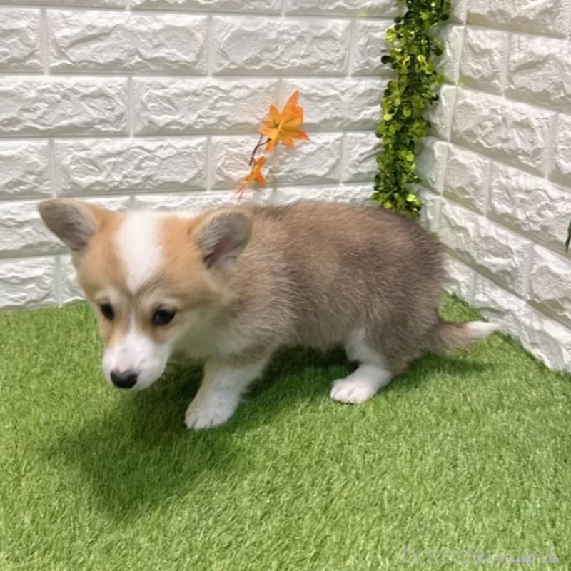 販売中の愛知県のウェルシュコーギーペンブローク-426375の4枚目