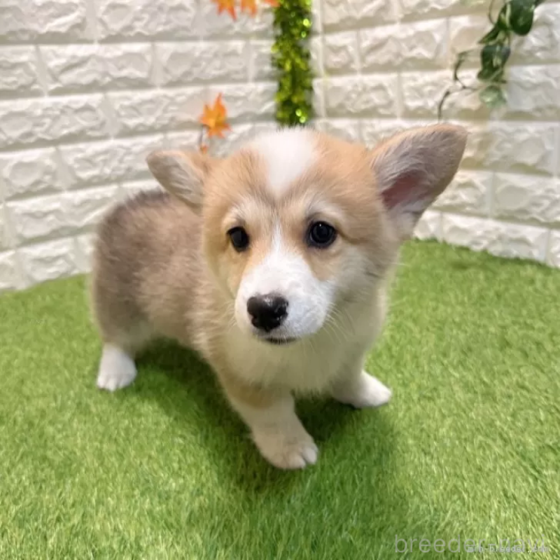 販売中の愛知県のウェルシュコーギーペンブローク-426375の3枚目