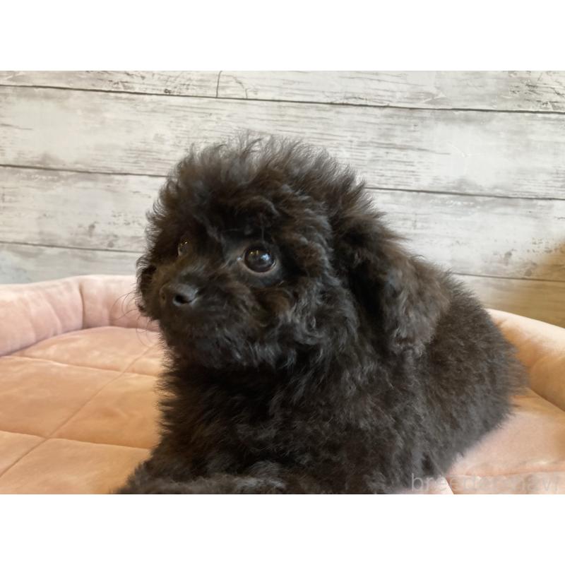 成約済の北海道のチワプー:チワワ×トイプードル-430770の3枚目