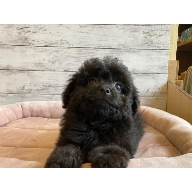 成約済の北海道のチワプー:チワワ×トイプードル-430770の2枚目