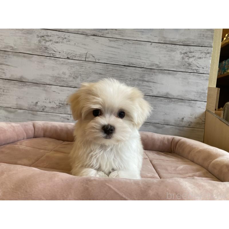 成約済の北海道のマルチーズ-428216の5枚目