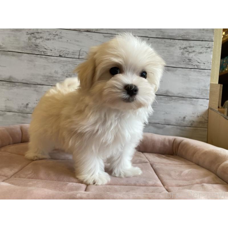 成約済の北海道のマルチーズ-428216の4枚目