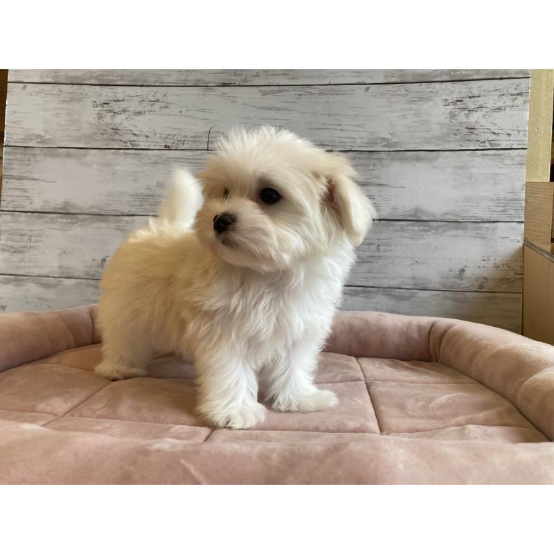 成約済の北海道のマルチーズ-428216の3枚目