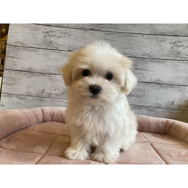 成約済の北海道のマルチーズ-428216の2枚目