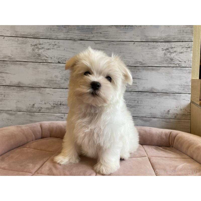 販売中の北海道のマルチーズ-428217の2枚目