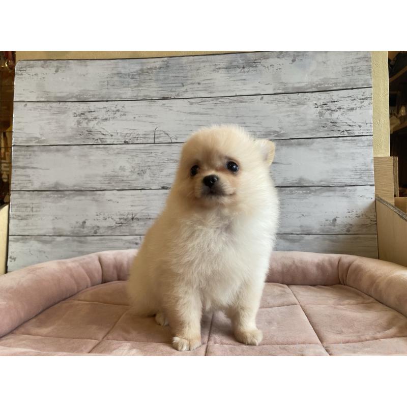 販売中の北海道のポメチワ:ポメラニアン×チワワ-430777の4枚目