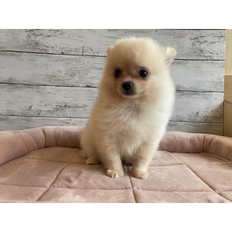 販売中の北海道のポメチワ:ポメラニアン×チワワ-430777の3枚目