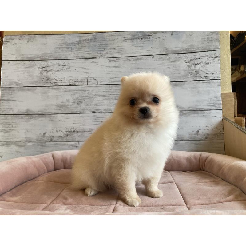 販売中の北海道のポメチワ:ポメラニアン×チワワ-430777の2枚目