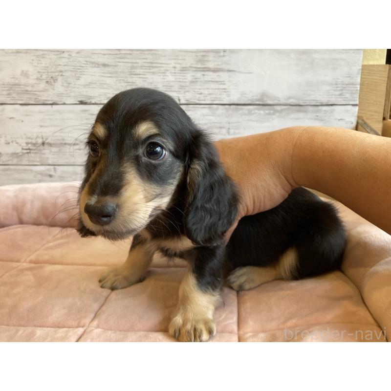 成約済の北海道のミニチュアダックスフンド(ロングヘアード)-427999の4枚目