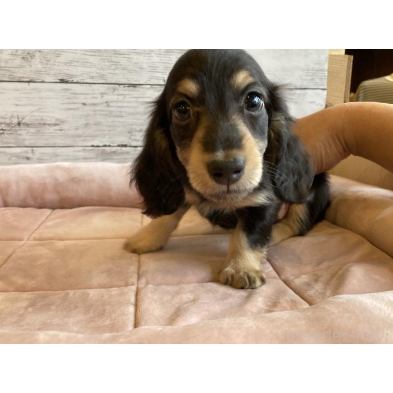 成約済の北海道のミニチュアダックスフンド(ロングヘアード)-427999の3枚目