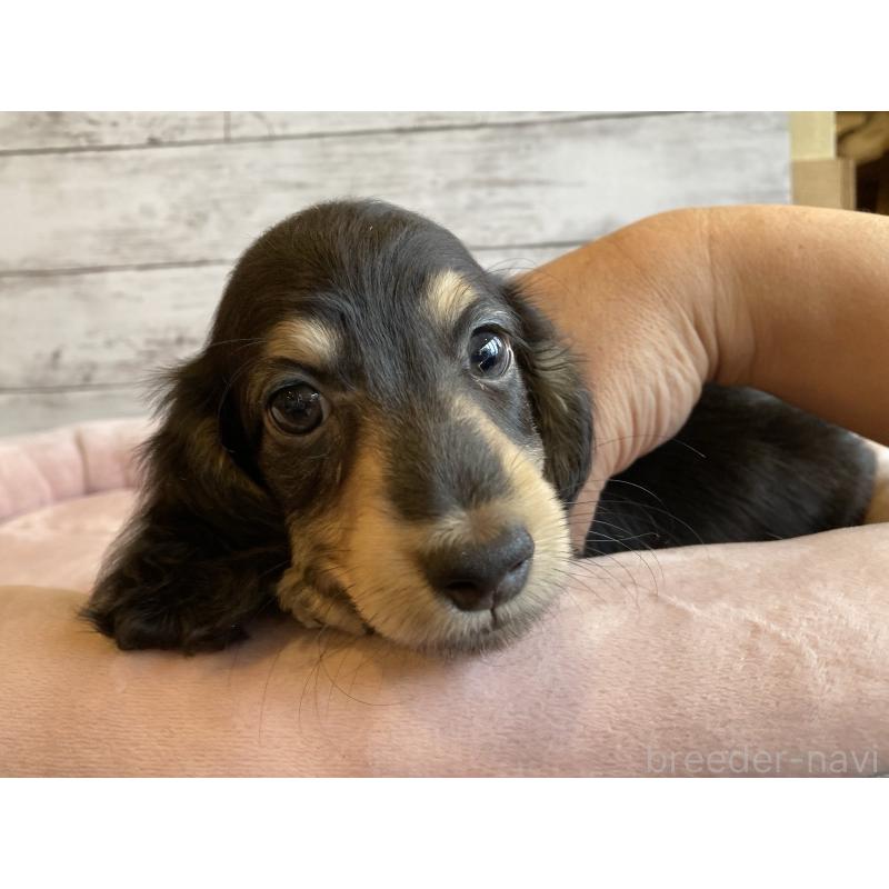 成約済の北海道のミニチュアダックスフンド(ロングヘアード)-427999の2枚目