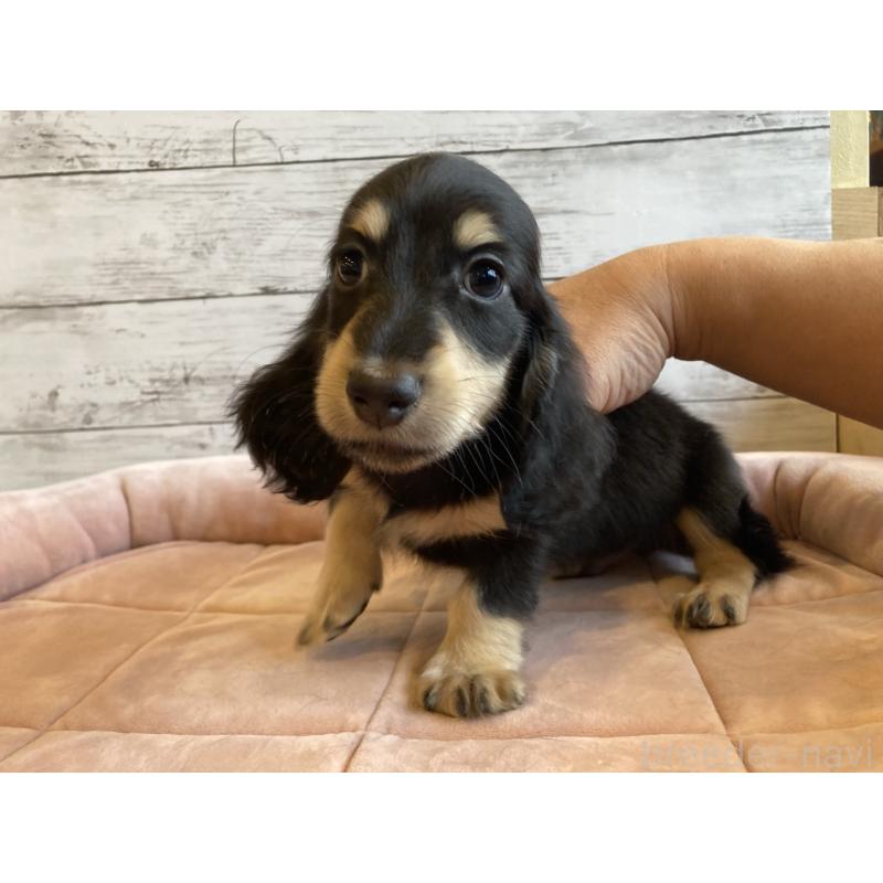 販売中の北海道のミニチュアダックスフンド(ロングヘアード)-428000の3枚目