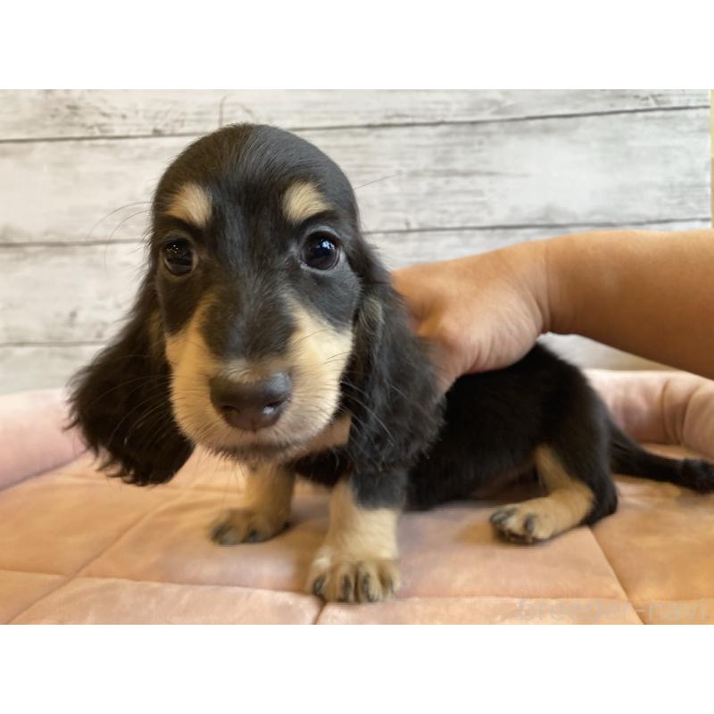 販売中の北海道のミニチュアダックスフンド(ロングヘアード)-428000の2枚目