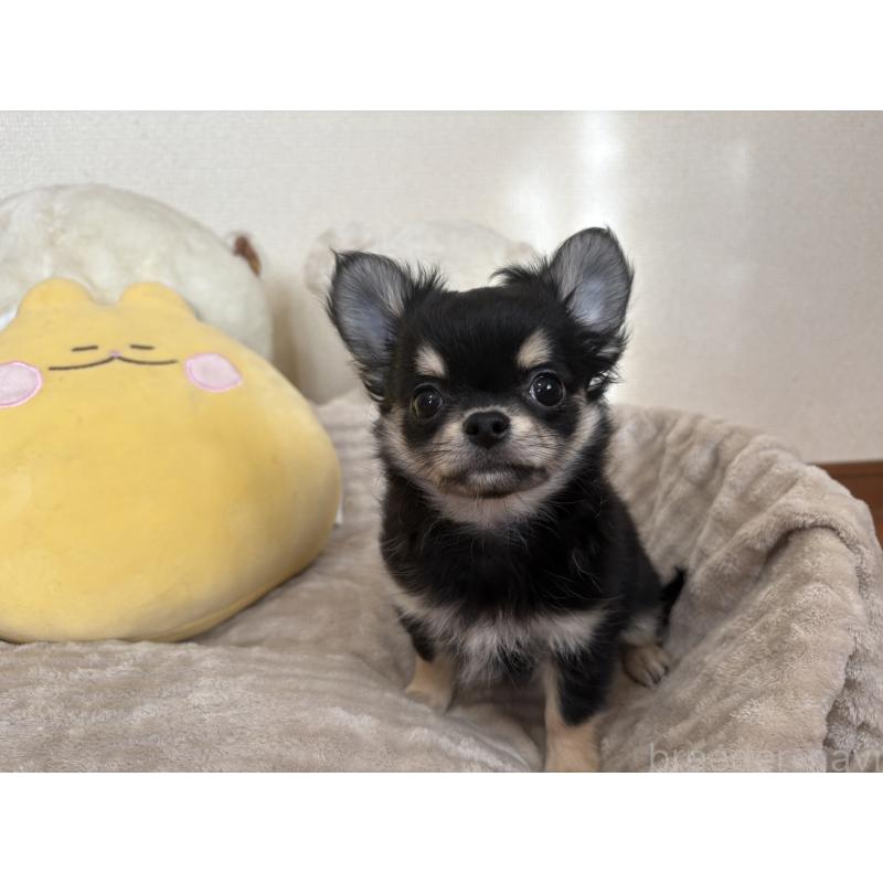 販売中の群馬県のチワワ(ロングコート)-435538の5枚目