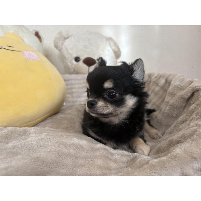 販売中の群馬県のチワワ(ロングコート)-435538の4枚目